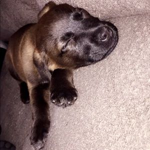 Meet your Posher, Dawson